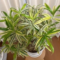観葉植物ドラセナソングオブインディアの画像