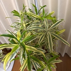 観葉植物ドラセナソングオブインディアの画像