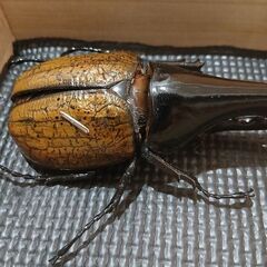 ヘラクレスオオカブト　標本の画像