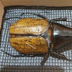 ヘラクレスオオカブト　標本の画像