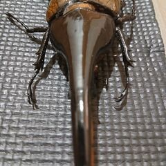 ヘラクレスオオカブト　標本の画像