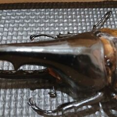 ヘラクレスオオカブト　標本の画像