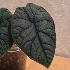 アロカシア メロ 観葉植物の画像