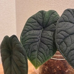 アロカシア メロ 観葉植物の画像