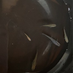 ミナミメダカ　ミナミメダカミックス の画像