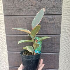 1500円　フィカス　ルビー　3号ポット苗　ゴムノキ　観葉植物の画像