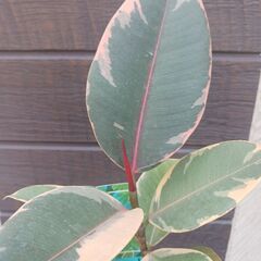 1500円　フィカス　ルビー　3号ポット苗　ゴムノキ　観葉植物の画像