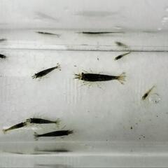 【商談中】ミナミヌマエビ大中小混合　15匹③の画像
