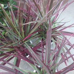 2000円　ドラセナレインボー　4号　観葉植物の画像
