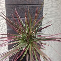 2000円　ドラセナレインボー　4号　観葉植物の画像