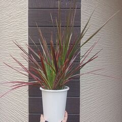 2000円　ドラセナレインボー　4号　観葉植物の画像