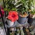 ランキングキーワードに紐づく投稿画像-観葉植物