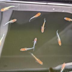 朱光菊　メダカ　幼魚〜若魚　５匹+αの画像