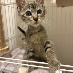 生後3ヶ月の元気な子猫ちゃん🐱♂