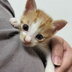 元気な男の子 − 鹿児島県
