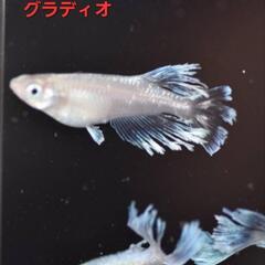 【極上メダカ】🐠グラディオ🐠種親4ペア🐠現物個体🐠の画像