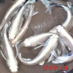 【極上メダカ】🐠グラディオ🐠種親4ペア🐠現物個体🐠の画像