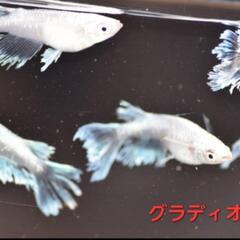 【極上メダカ】🐠グラディオ🐠種親4ペア🐠現物個体🐠の画像