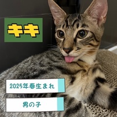 甘えん坊のキキくん