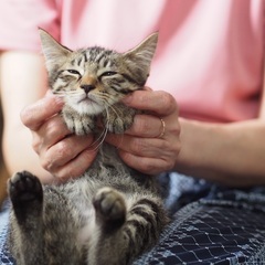 キジの可愛いチェック君