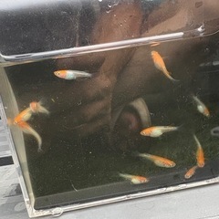 【はやたんメダカ】 ☆レッドクリフ紅白☆ 若魚トリオセット 格安販売の画像