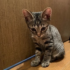 猫　里親募集してます