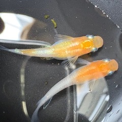 【はやたんメダカ】 ☆レッドクリフ紅白☆ 若魚トリオセット 格安販売の画像