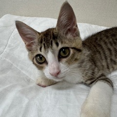 元気なハツラツ君