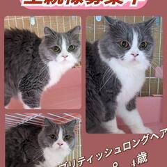 ハチワレ🍀ブリティッシュロングヘア🐈‍⬛女のコ💜4歳なった…
