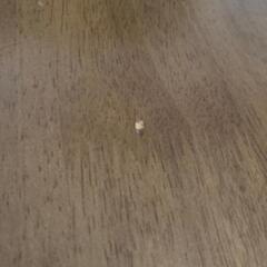 引渡し決定済ダイニングテーブルセットの画像