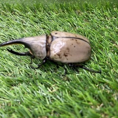 【即ブリ】グラントシロカブト 成虫ペアの画像
