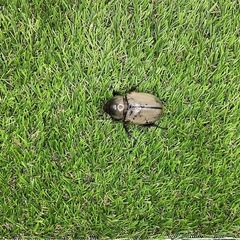 【即ブリ】グラントシロカブト 成虫ペアの画像