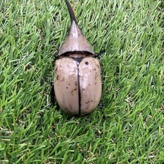 【即ブリ】グラントシロカブト 成虫ペアの画像