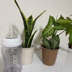 ♡観葉植物の苗3種類セット♡の画像