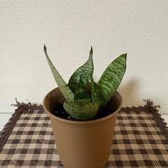 ♡観葉植物の苗3種類セット♡の画像
