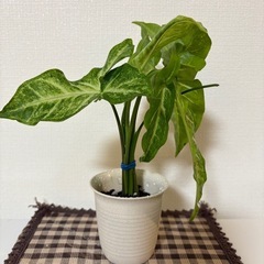 ♡観葉植物の苗3種類セット♡の画像