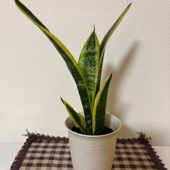 ♡観葉植物の苗3種類セット♡の画像