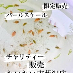 🐟パールスケール🐟チャリティー販売✨金魚✨