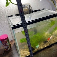 小型水槽セットです。写真に写っているものがすべて含まれています。すぐに飼育を始められます。の画像