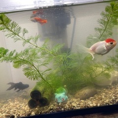 小型水槽セットです。写真に写っているものがすべて含まれています。すぐに飼育を始められます。の画像