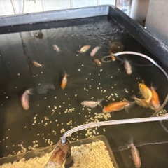 らんちゅう（金魚）の画像