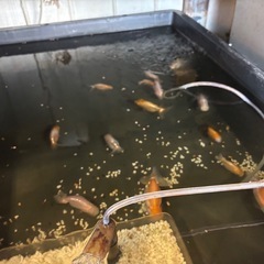 らんちゅう（金魚）の画像