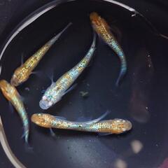 メダカ　成魚の画像