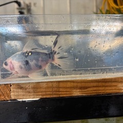 写真更新※寿惠廣錦（すえひろにしき）金魚の画像