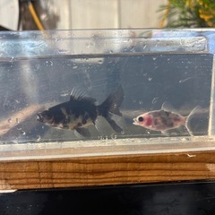 写真更新※寿惠廣錦（すえひろにしき）金魚の画像