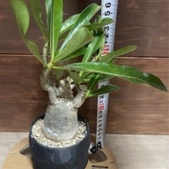 アデニウム　パキポディウム　2株セット　塊根植物　観葉植物の画像