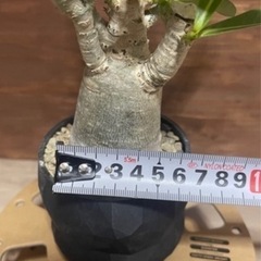 アデニウム　パキポディウム　2株セット　塊根植物　観葉植物の画像