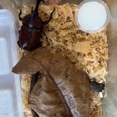 カブトムシ幼虫何匹でもいいので
貰って下さいの画像