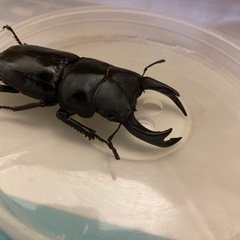 国産オオクワガタペア‼️
の画像