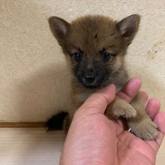 （保）豆柴とポメラニアンのMIX犬　豆ポメ男の子　２ヶ月